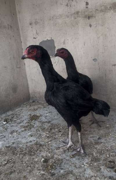 Pure Thai breeder female