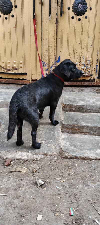 British Labrador