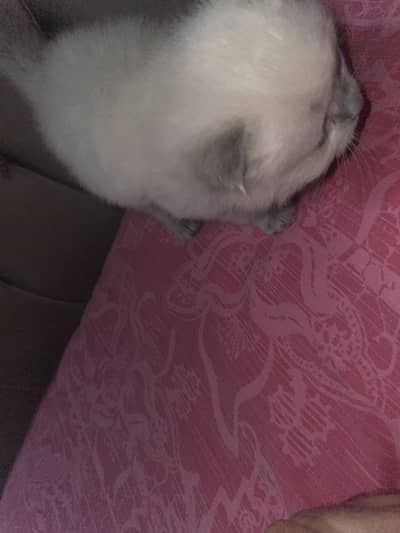 Beautiful kitten