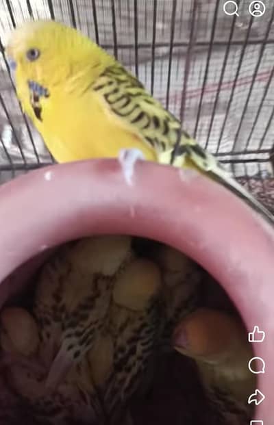 tcb pair with 5 chicks
