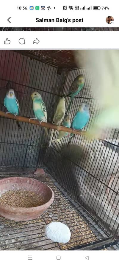 tcb pair with 5 chicks