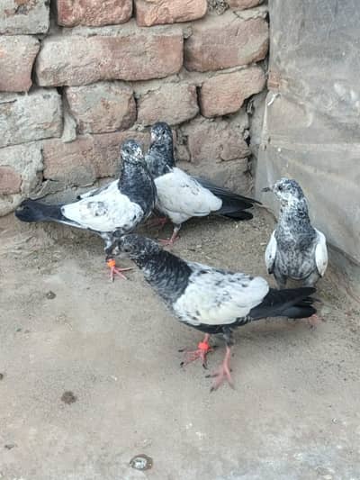 Teddy Breader Pair & Chicks