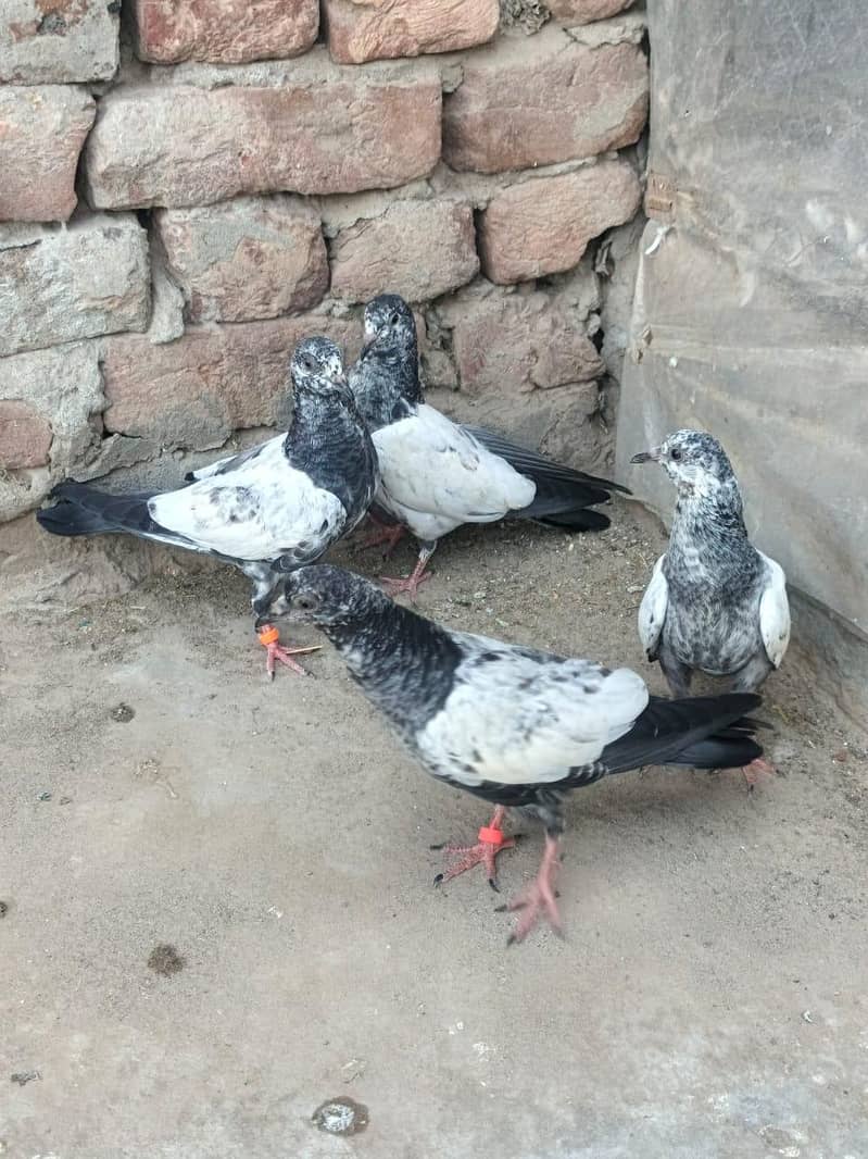 Teddy Breader Pair & Chicks 0