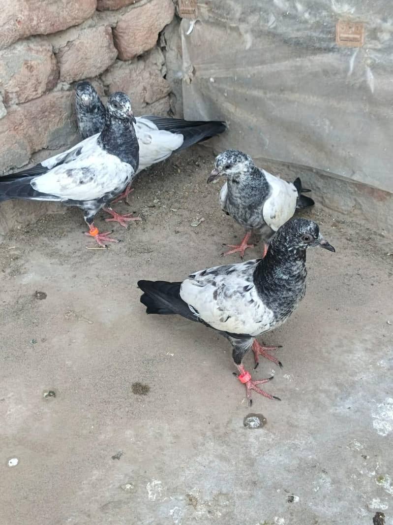 Teddy Breader Pair & Chicks 1