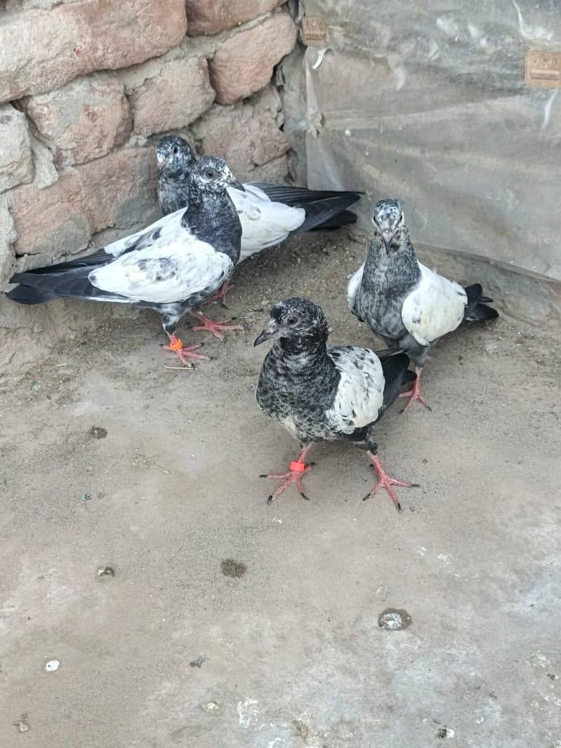 Teddy Breader Pair & Chicks 2