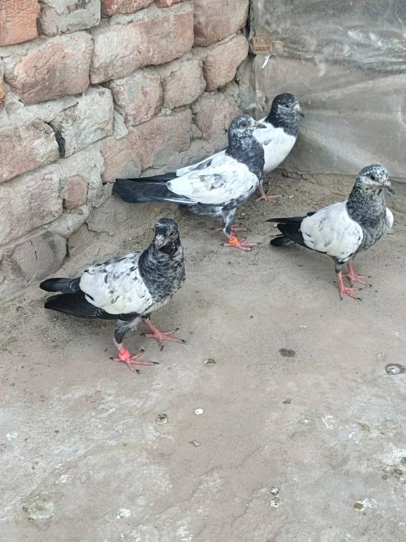 Teddy Breader Pair & Chicks 3