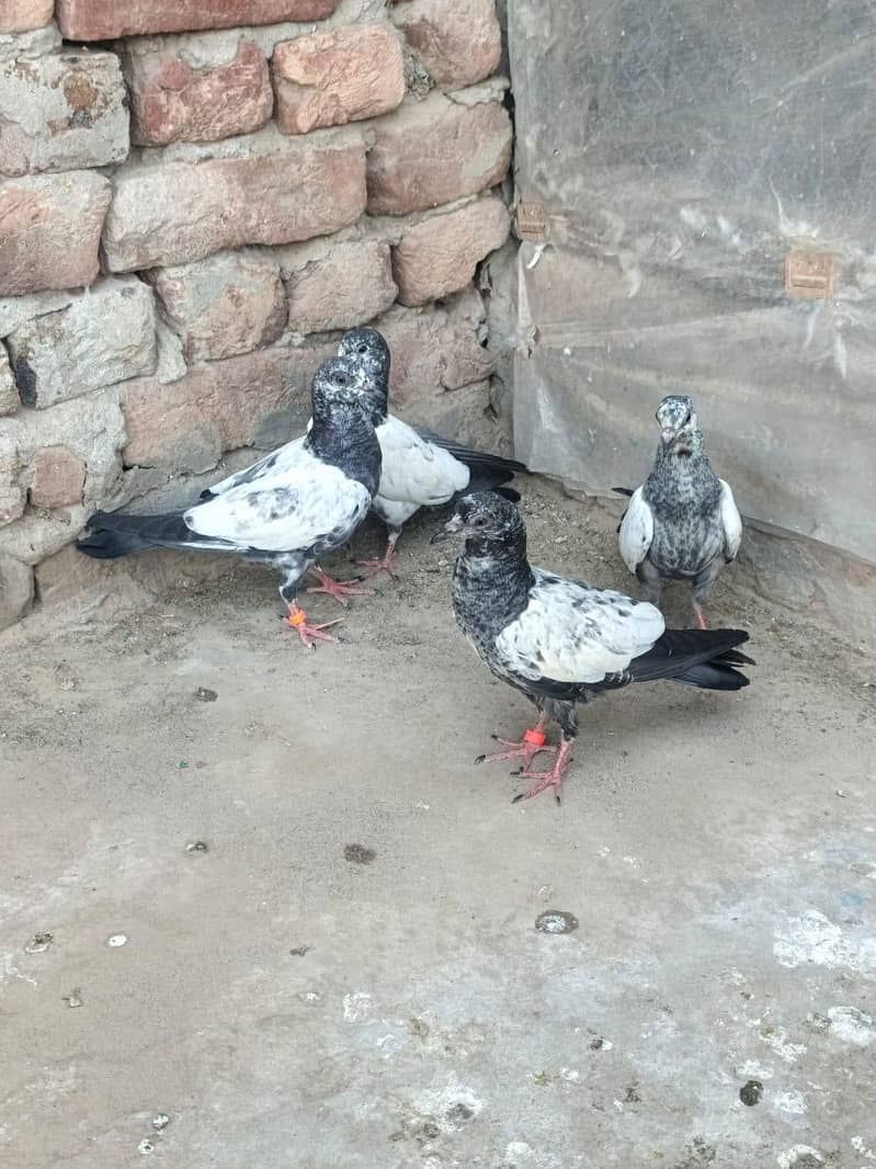 Teddy Breader Pair & Chicks 4