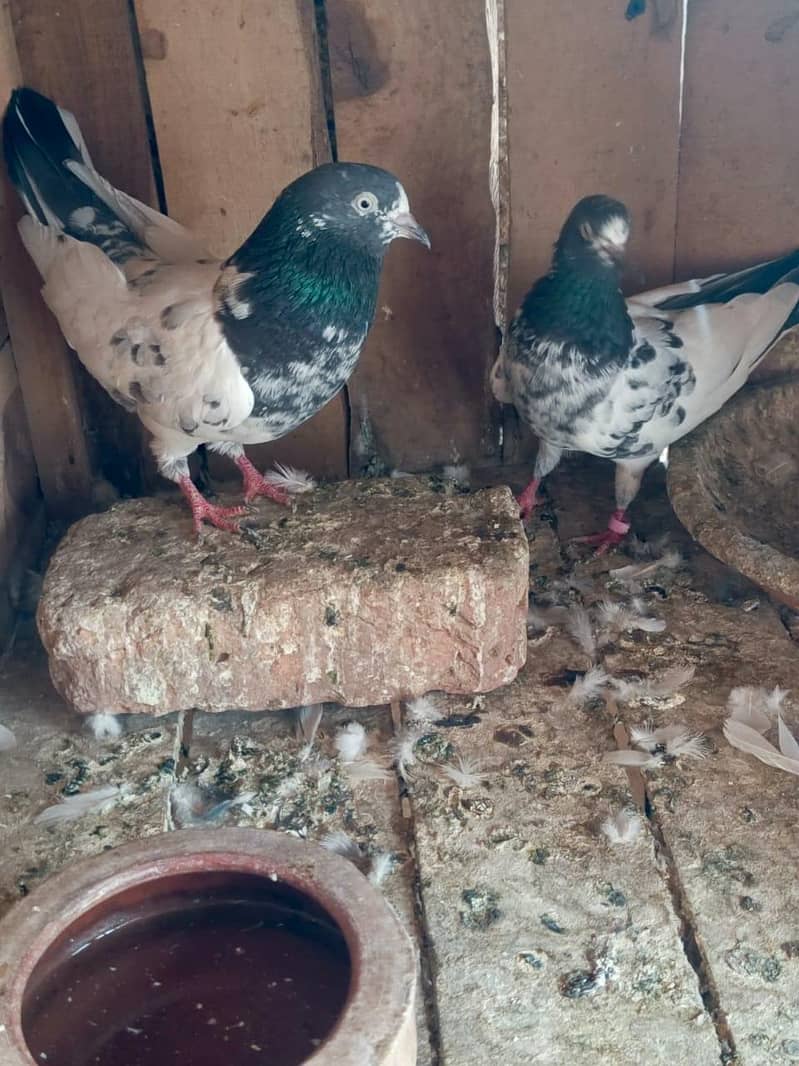 Teddy Breader Pair & Chicks 5