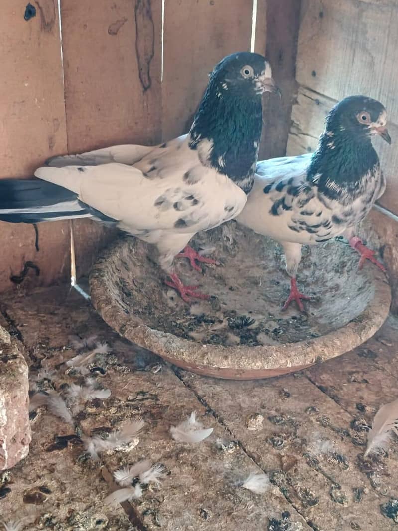 Teddy Breader Pair & Chicks 6