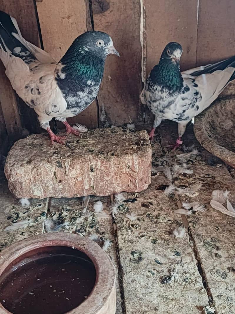 Teddy Breader Pair & Chicks 7