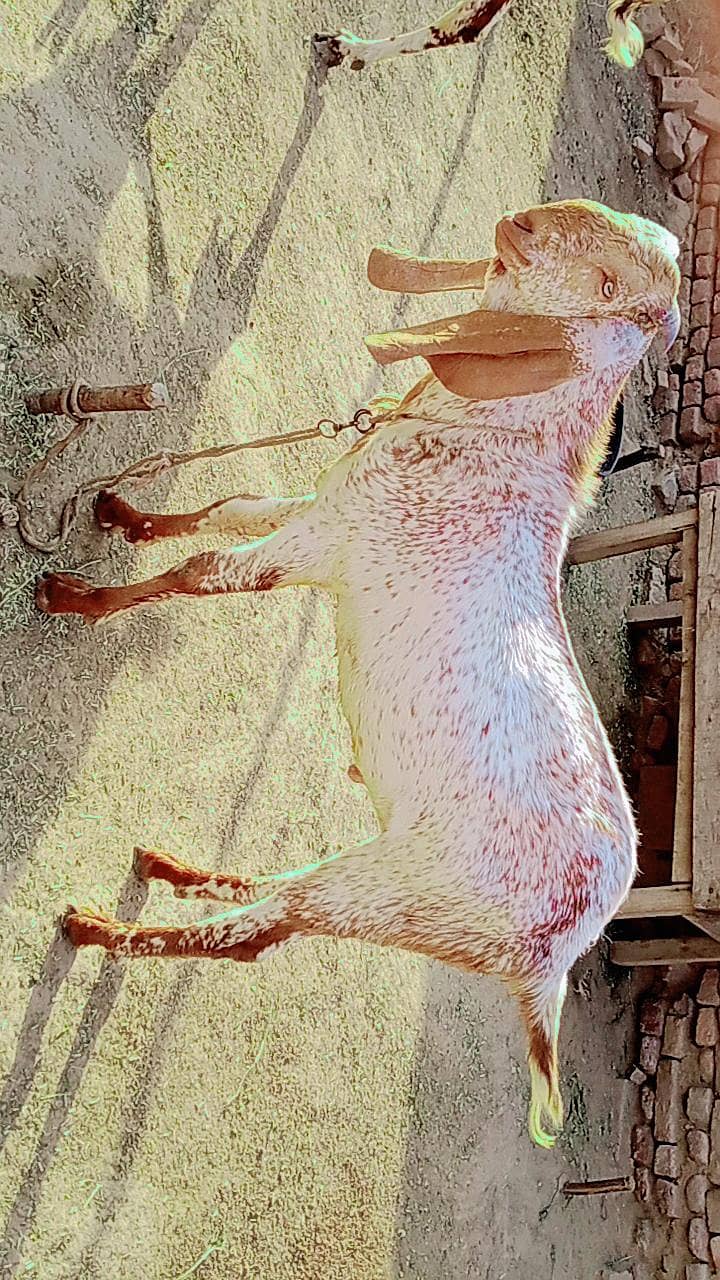 goats 0