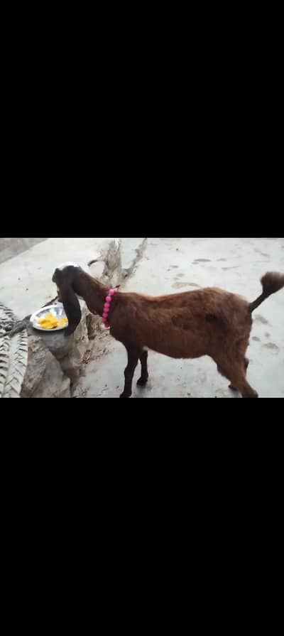 Bakra