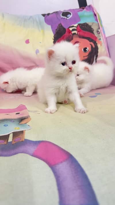 Persian kittens for sale