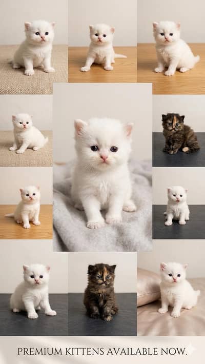 Persian kittens for sale