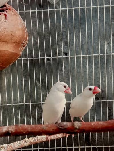 Homebreed White Java Pairs.