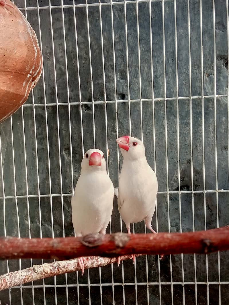 Homebreed White Java Pairs. 1