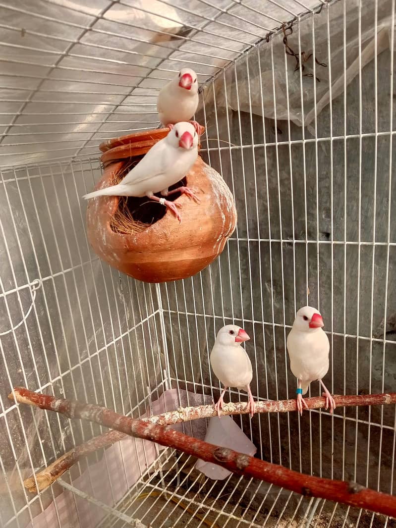 Homebreed White Java Pairs. 2