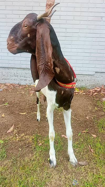 Nagri Sindh bakri for sale