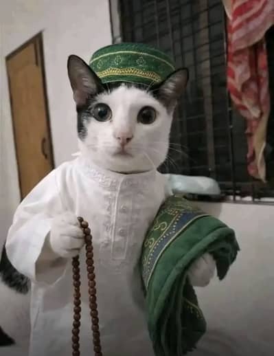 Home Quran tutor male