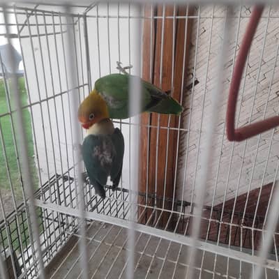 colorful  healthy budgies and lovebirds