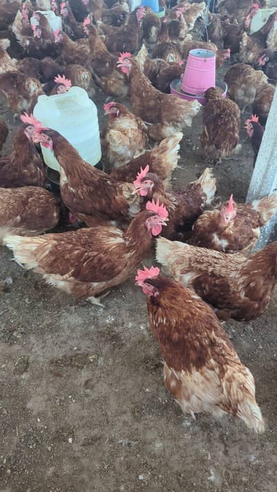 lohman brown egg laying hen
