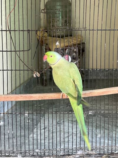 Budgies and cocktail breeder pairs