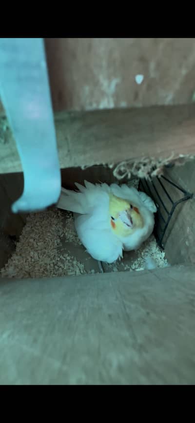 Budgies and cocktail breeder pairs