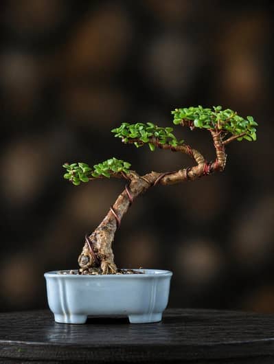 Portulacaria Afra Bonsai Plant – Healthy Mini Bonsai