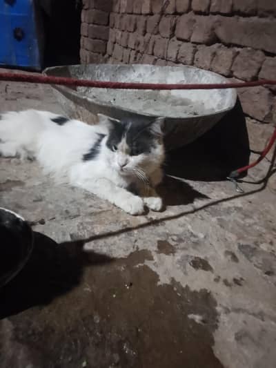 person cats hy 2 sale