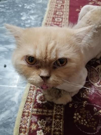 cats For sale. . .