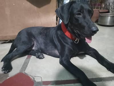 Pure Labrador Puppy for Sale – Healthy & Playful