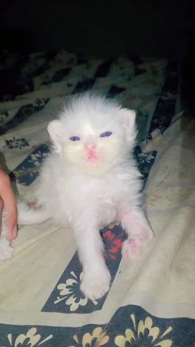 prshian kittans