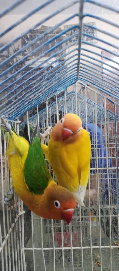 Lovebird , Budgie
