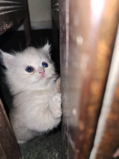 Persian catlong hair