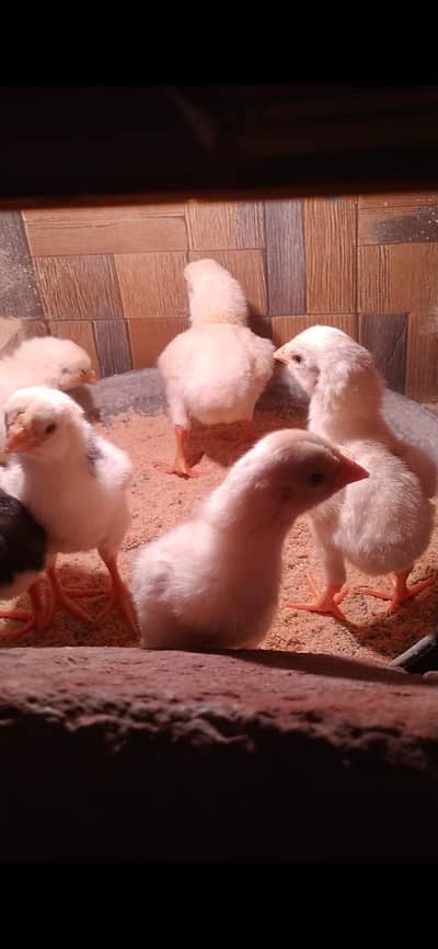 king shamo chicks/ko shamo/aseel shamo/swing neck/shamo
