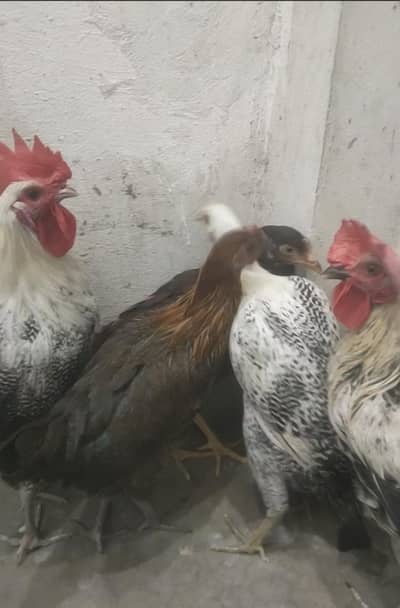 2 Male 3 Female total 5 PC