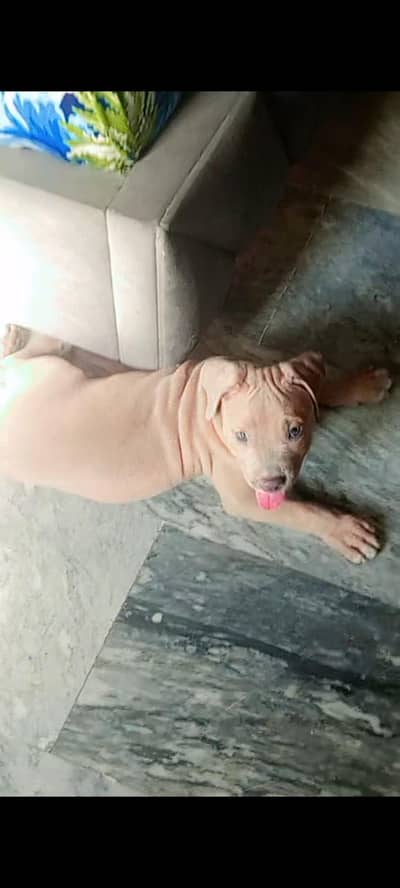 Pitbull male puppy
