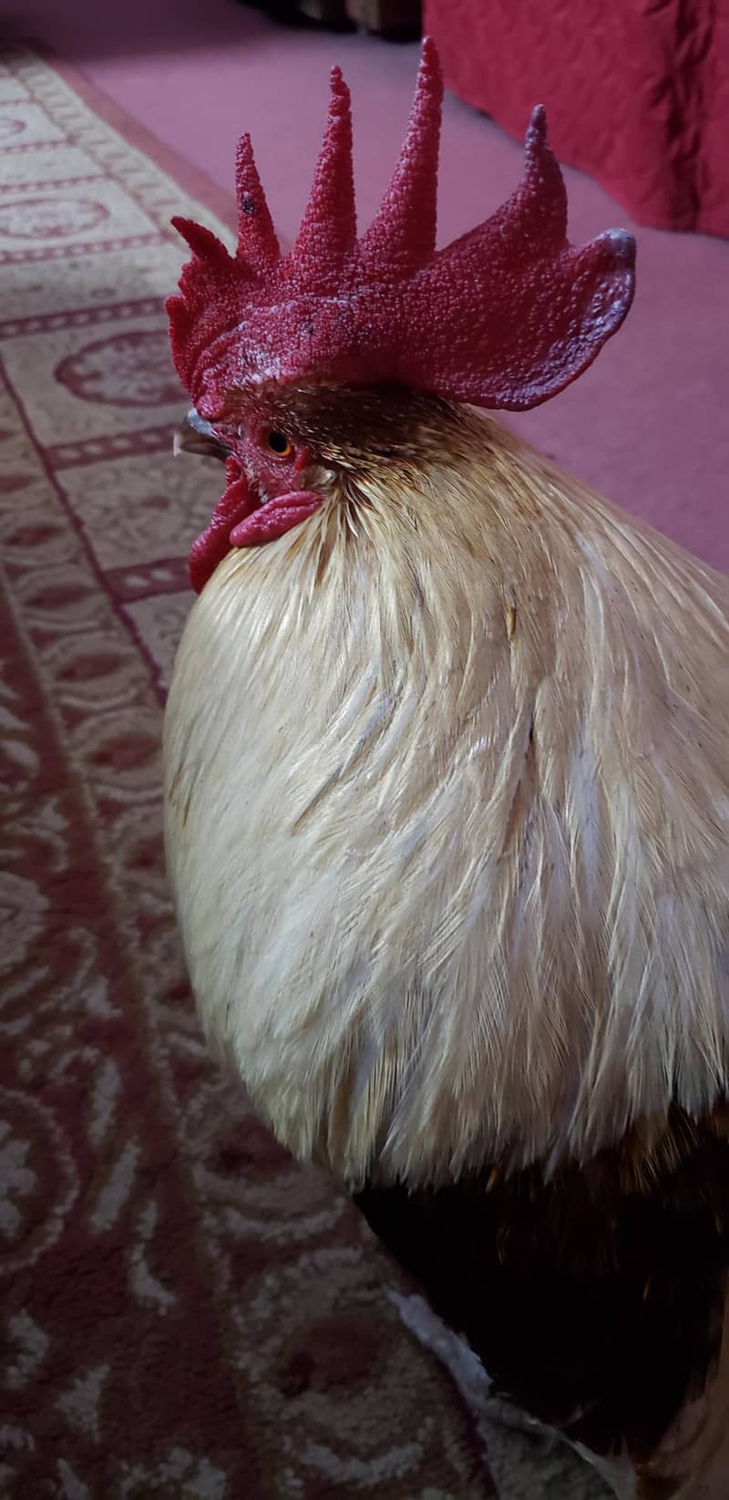 Fat Rooster 4