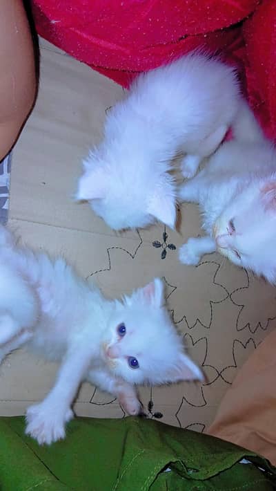 Persian kittens