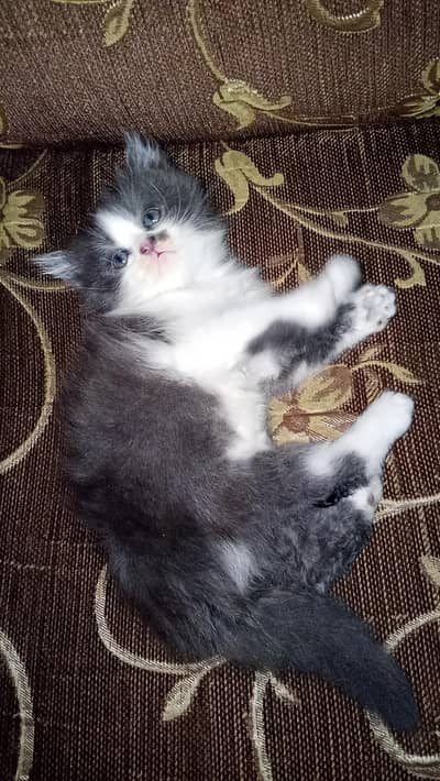 black kitten blue eyes available for sale