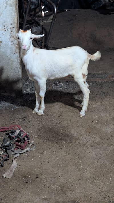 teddy goats| desi bakra|goat baby | bakra