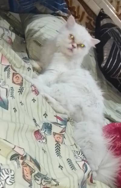 Female Full Active Long coat