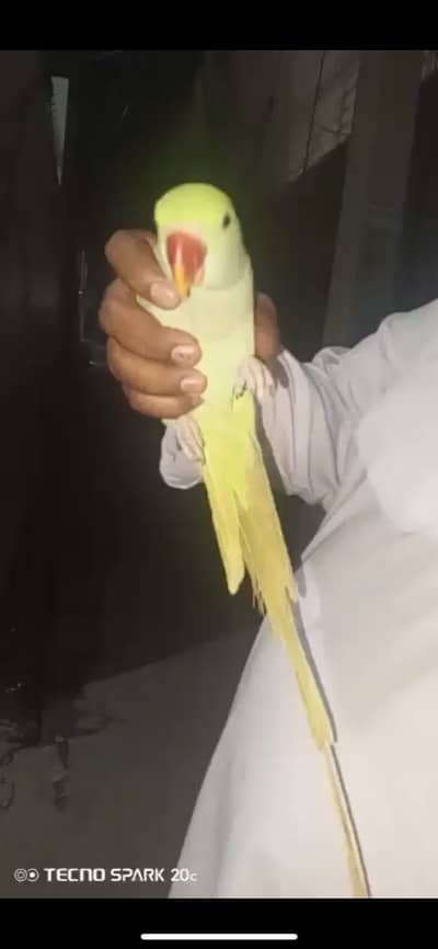Male raw hand tame+ talking