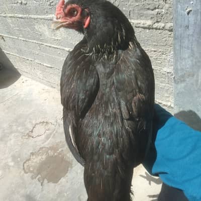 Top quality pure aseel murgi