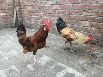 dasi murgha sale urgent