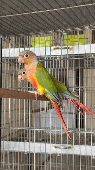 Pineapple conour breader pair with dna