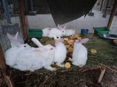 Rabbits for sell