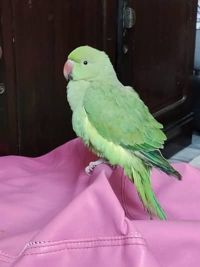 Talking Parrot