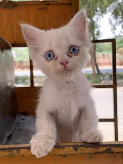 Russian cats baby blue eyes