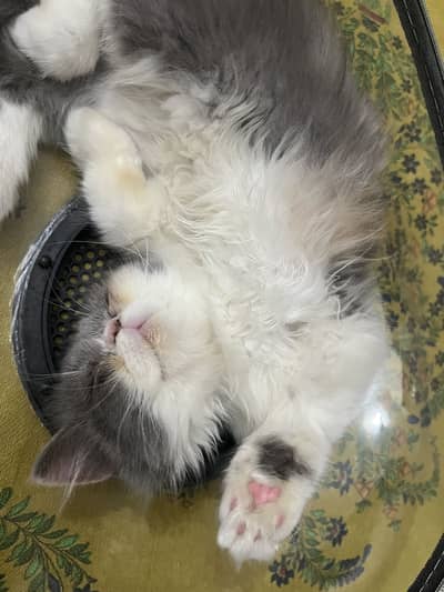 Selling cat